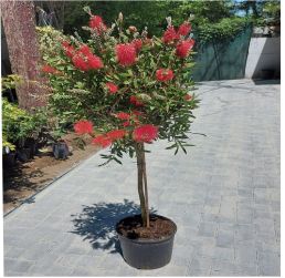 ГРИН ПЛАНЕТ